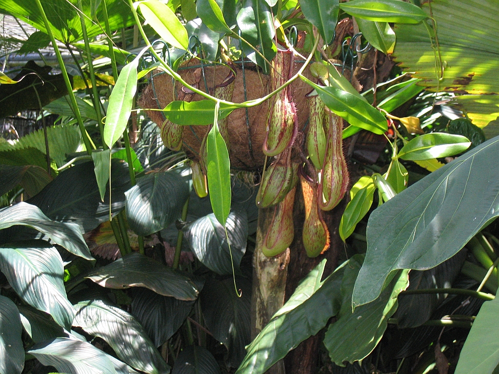 CairnsTC044 Jardin Botanique 044.jpg